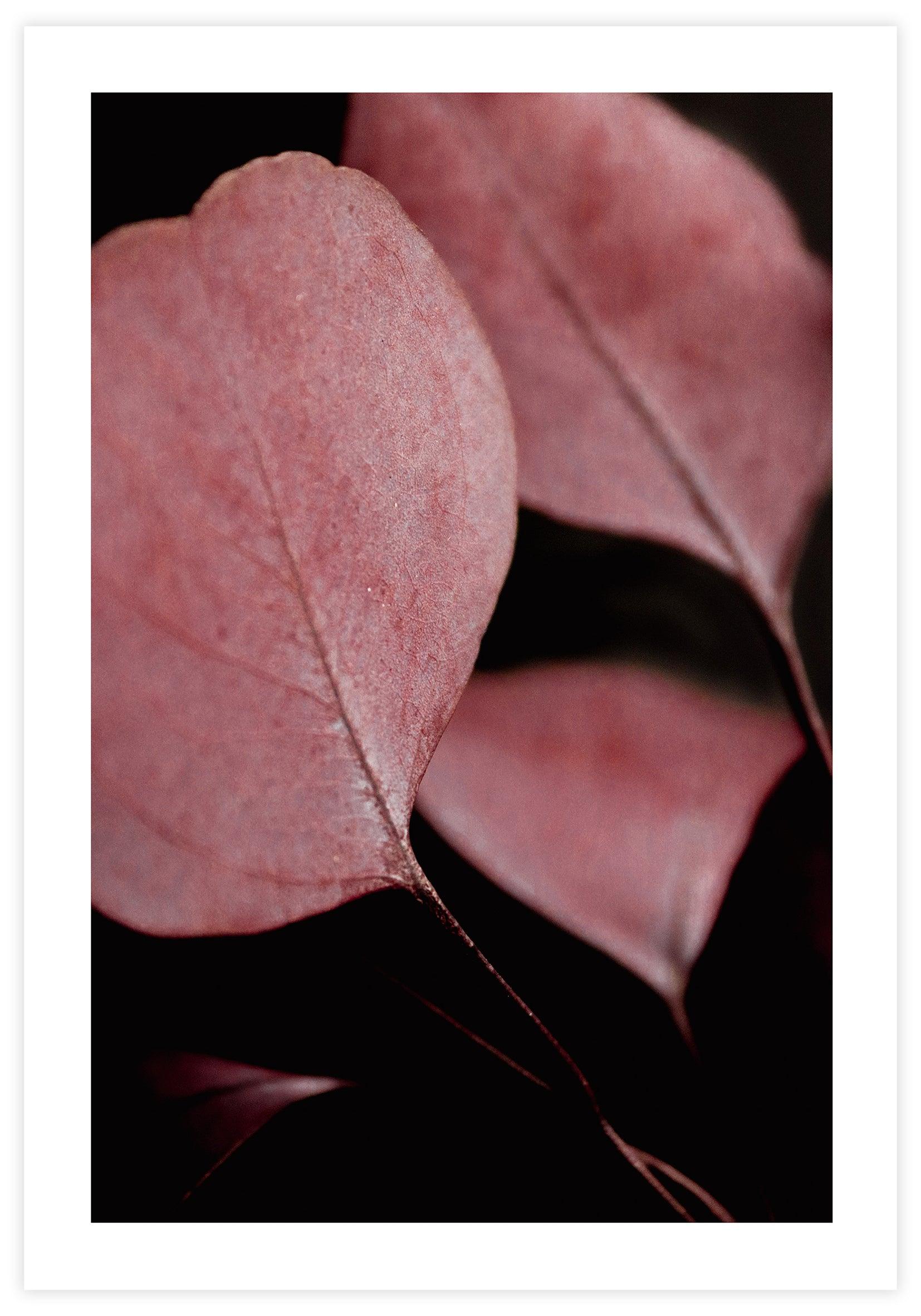 Red Eucalyptus Closeup no2 Poster